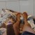 Novinho Ativo acompanhante masculino Rio de Janeiro RJ_10